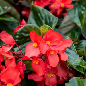 annual-begonia بگونیا مناسب برای سرویس بهداشتی
