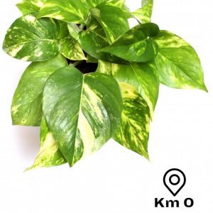 pothos-plant پوتوس