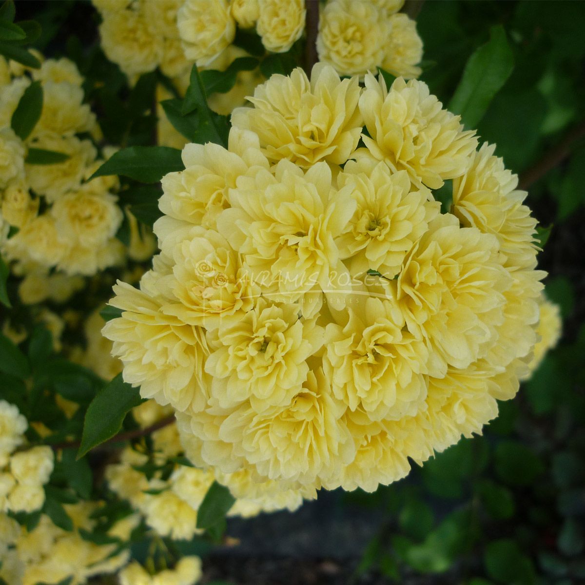 گل آبشار طلائی