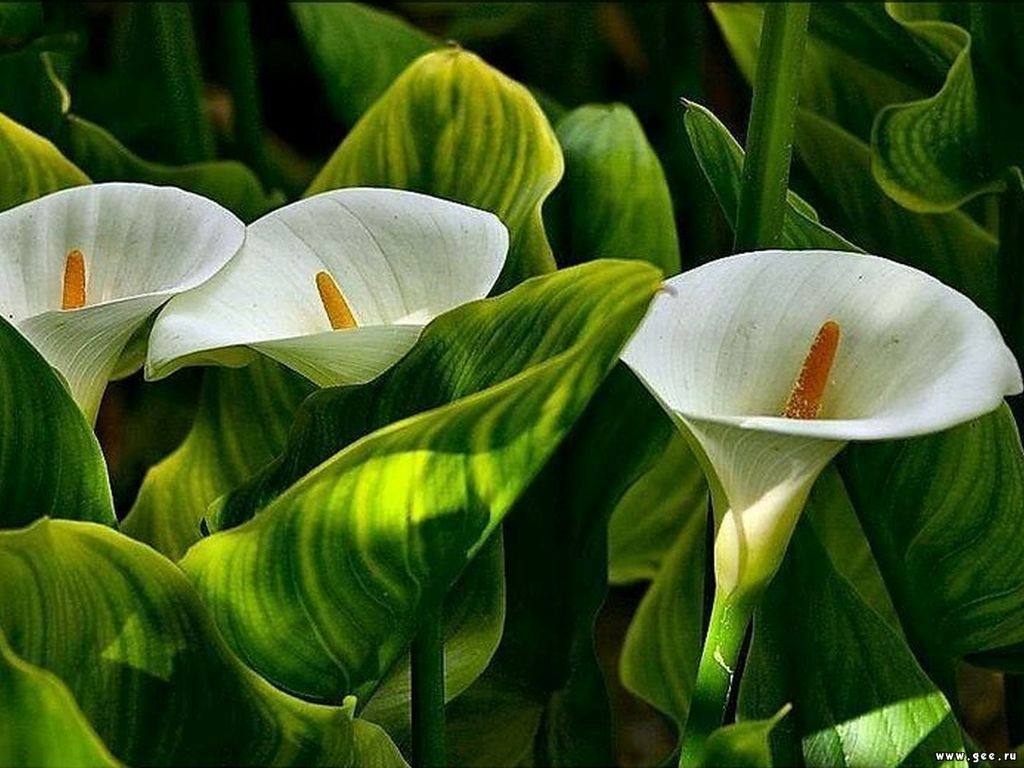 گلدان گل شیپوری وحشی