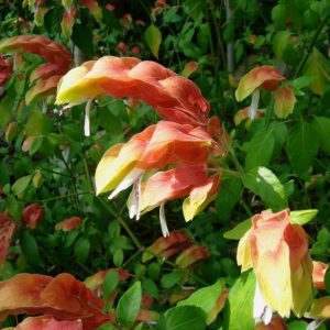 گلدان ناوک(گل میگو)