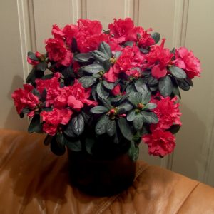 گل آزالیا مناسب سرویس بهداشتی