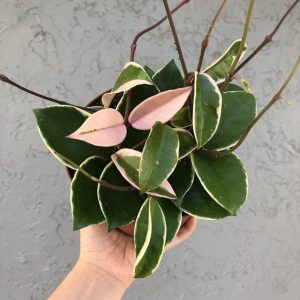 گلدان پیچ شمعی