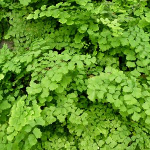 Adiantum_capillus-veneris_(11) گلدان پرسیاوشان