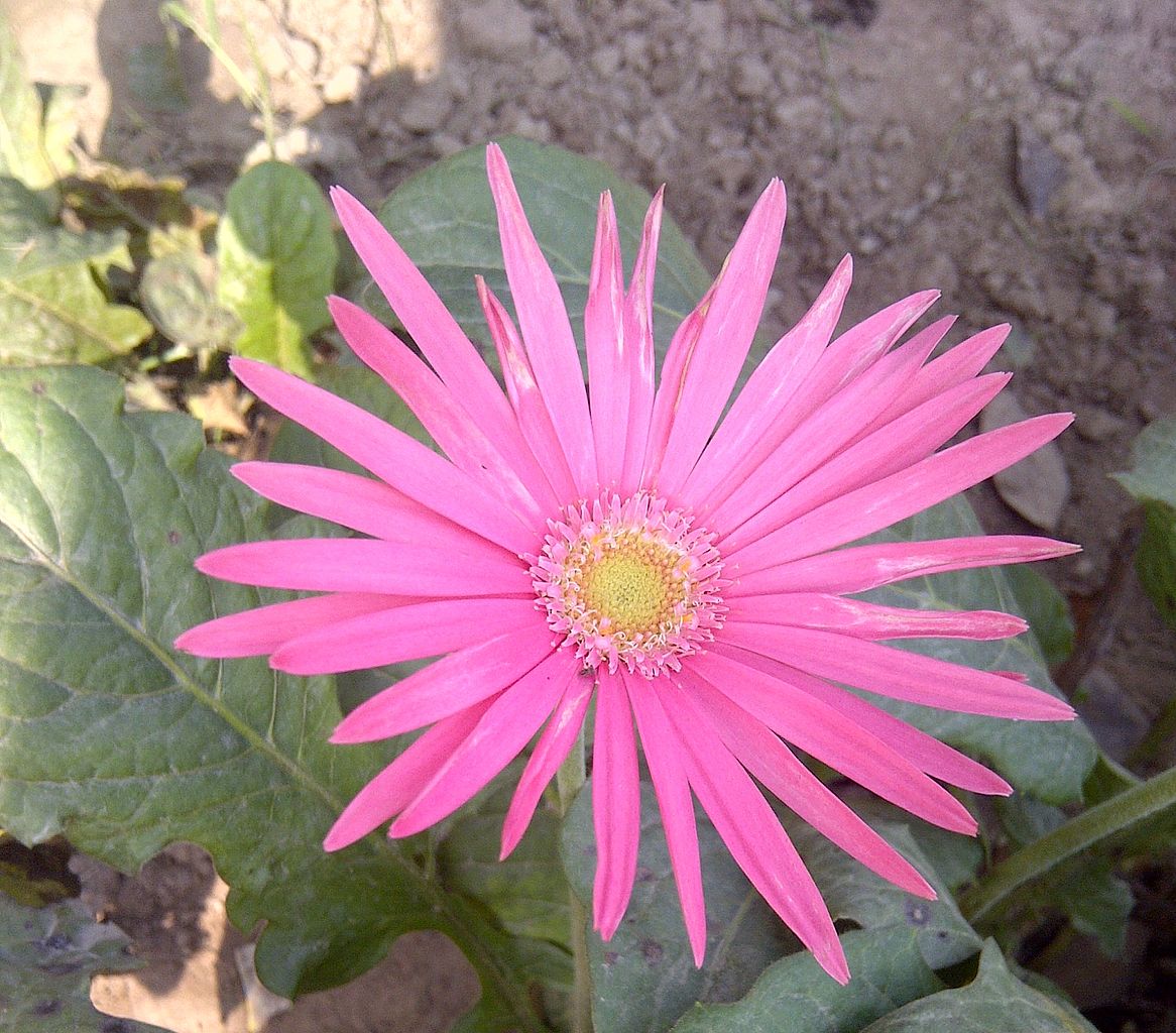 گلدان گل ژربرا