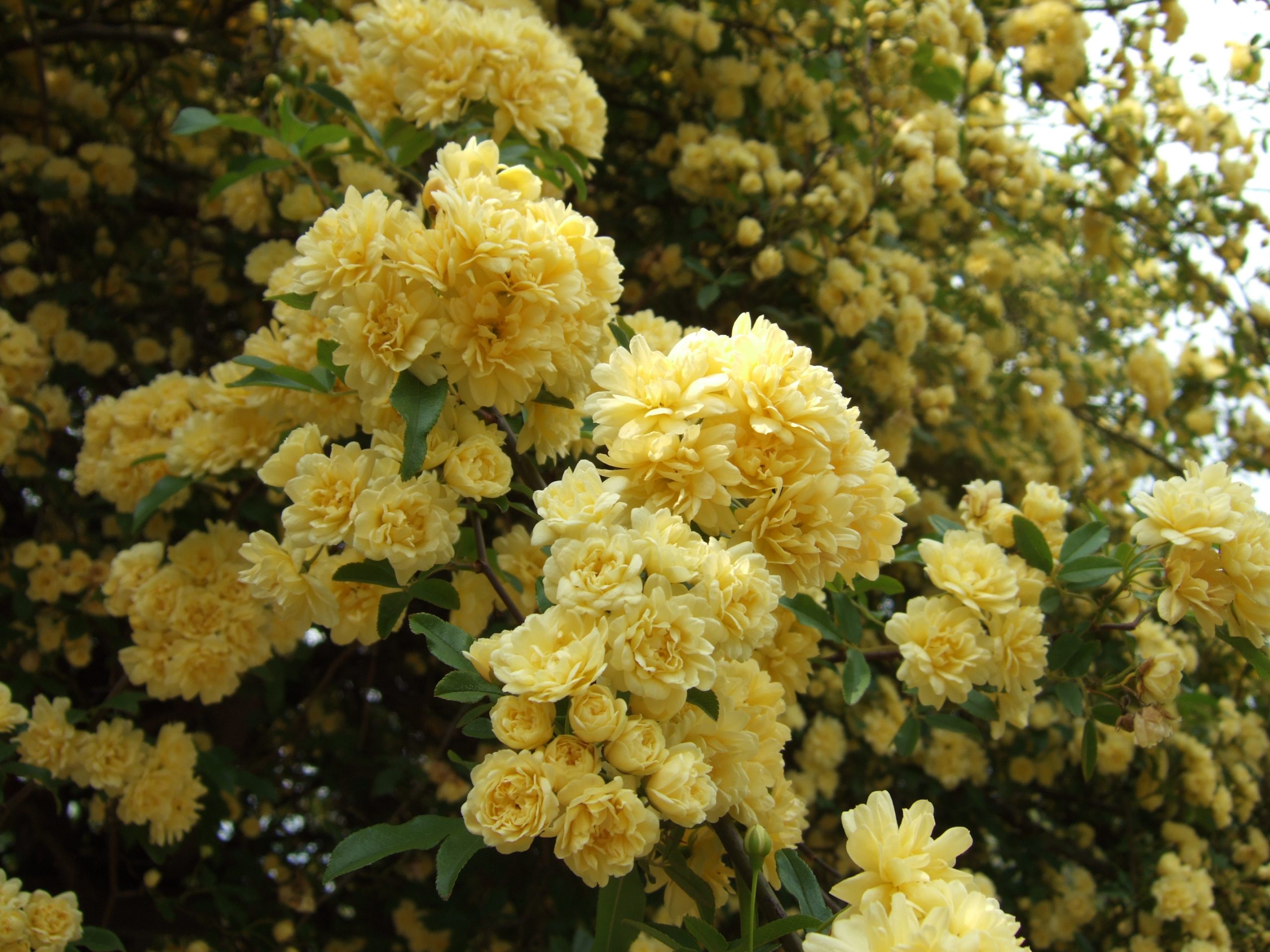 گل آبشار طلائی