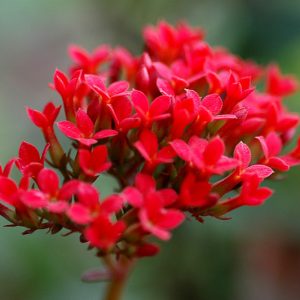 گلدان کالانکوئه در رنگ های متفاوت