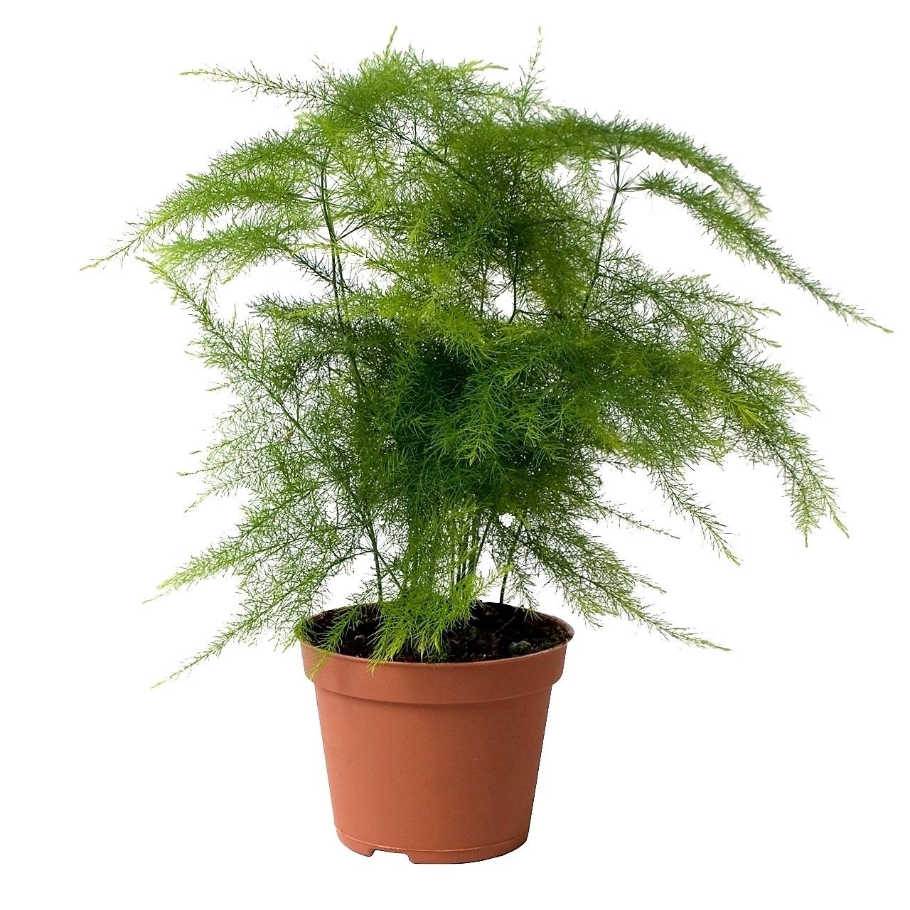 مارچوبه سرخسی مناسب حمام و سرویس بهداشتی