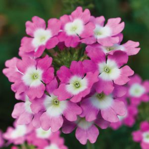 شاه‌پسند درختچه‌ای